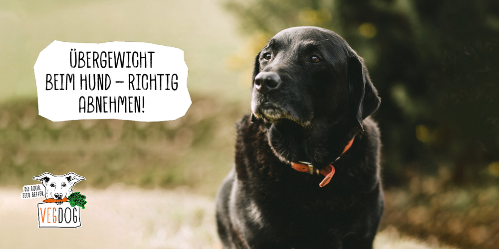 ÜBERGEWICHT BEIM HUND – RICHTIG ABNEHMEN!