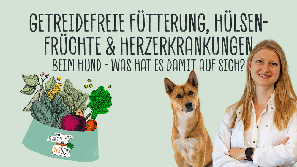 Getreidefreie Fütterung, Hülsenfrüchte und Herzerkrankungen beim Hund.