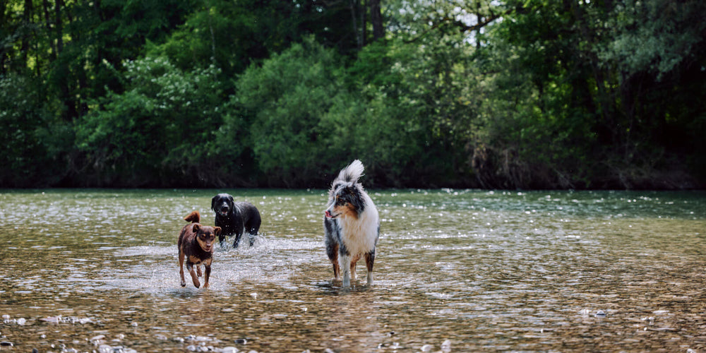 Juckreiz beim Hund