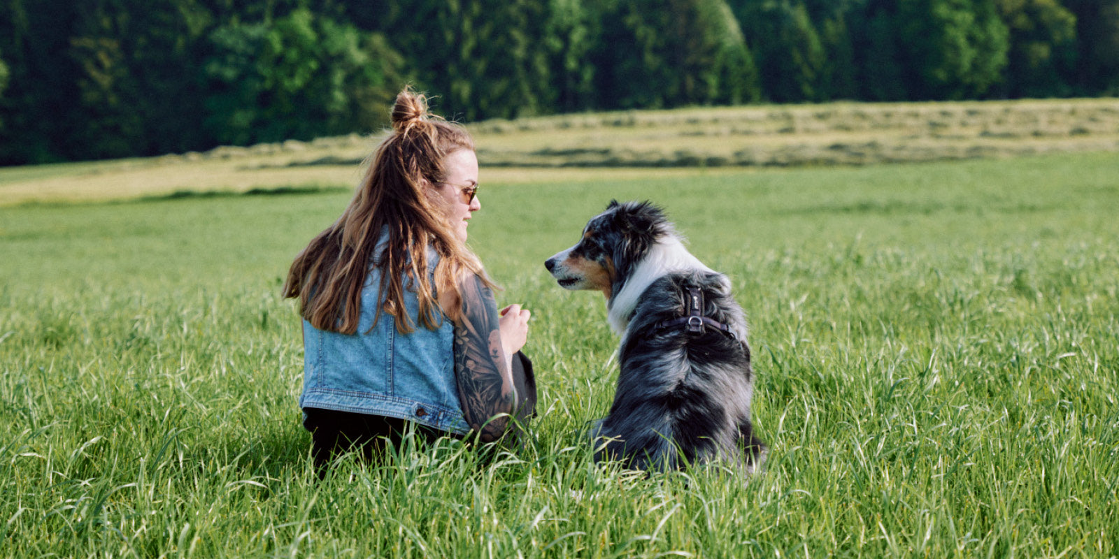 Pankreatitis bei Hunden