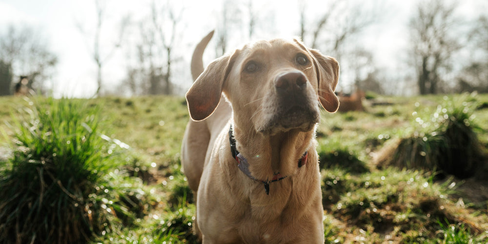 Hundefutter für das Immunsystem