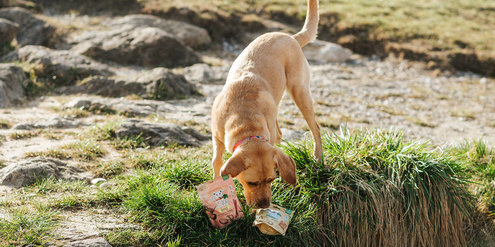 Hundefutter für die Gelenke