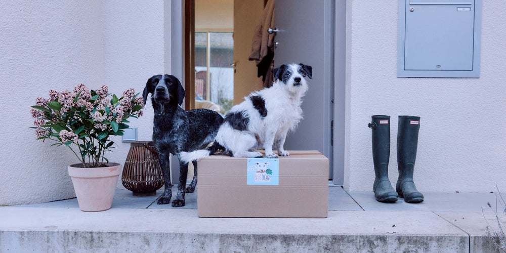 VEGDOG zeigt Erfolge bei Futtermittelallergien !