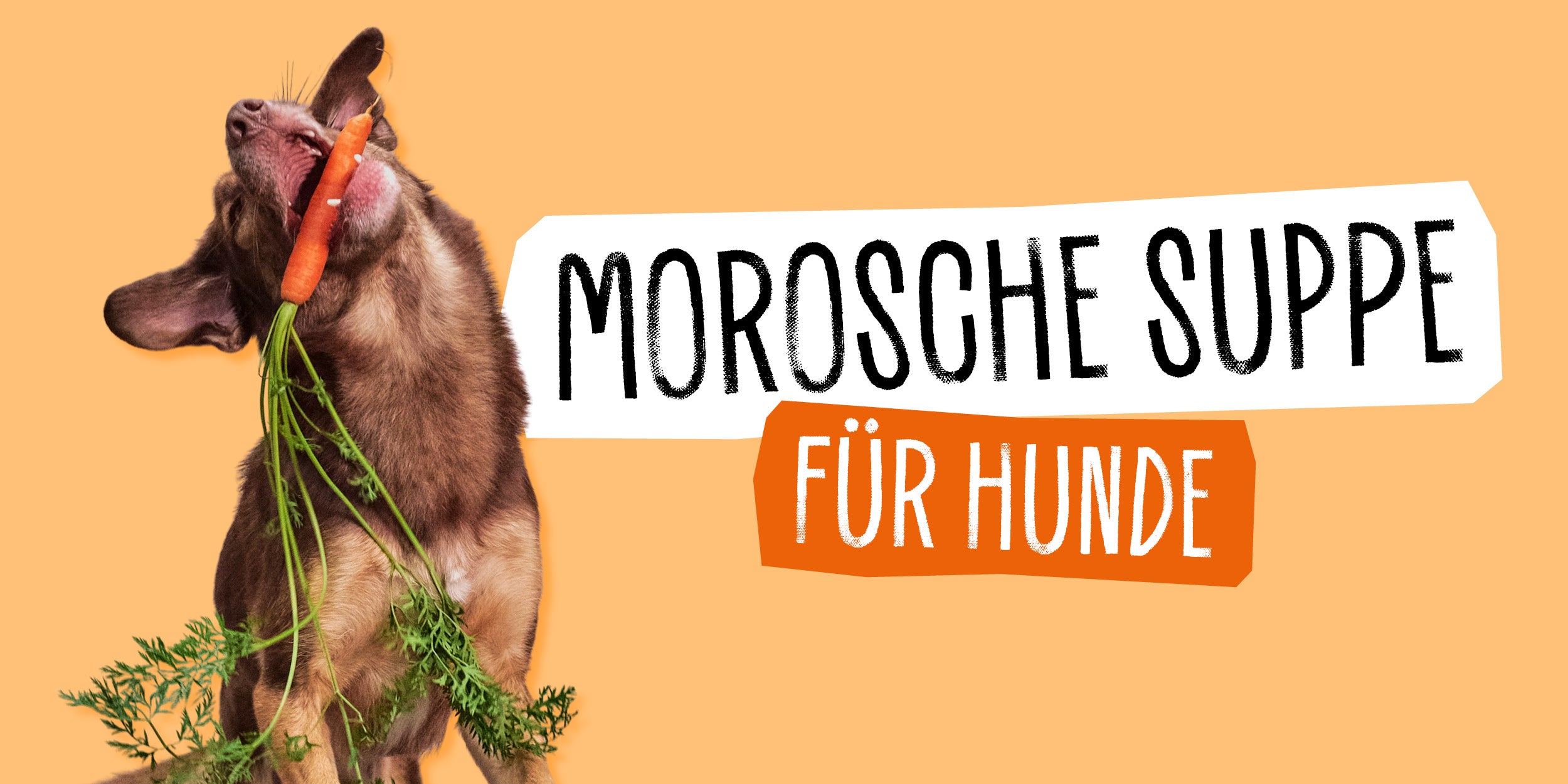 Morosche Suppe für Hunde