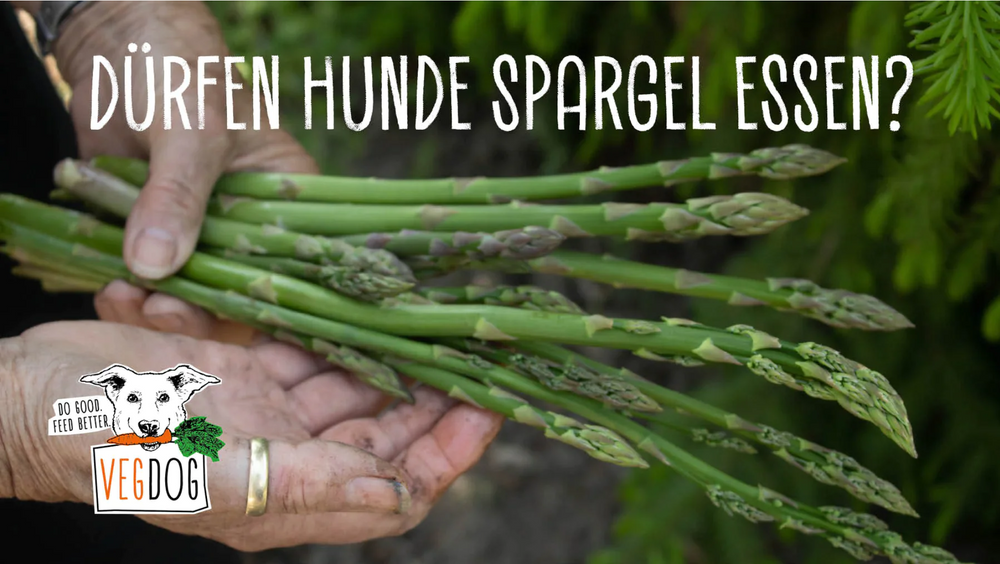 DÜRFEN HUNDE SPARGEL ESSEN?