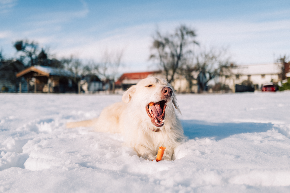 Tipps für deinen Hund im Winter | VEGDOG