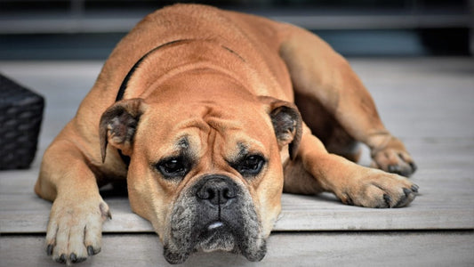 Futtermittelallergie beim Hund