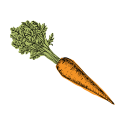 Carrot